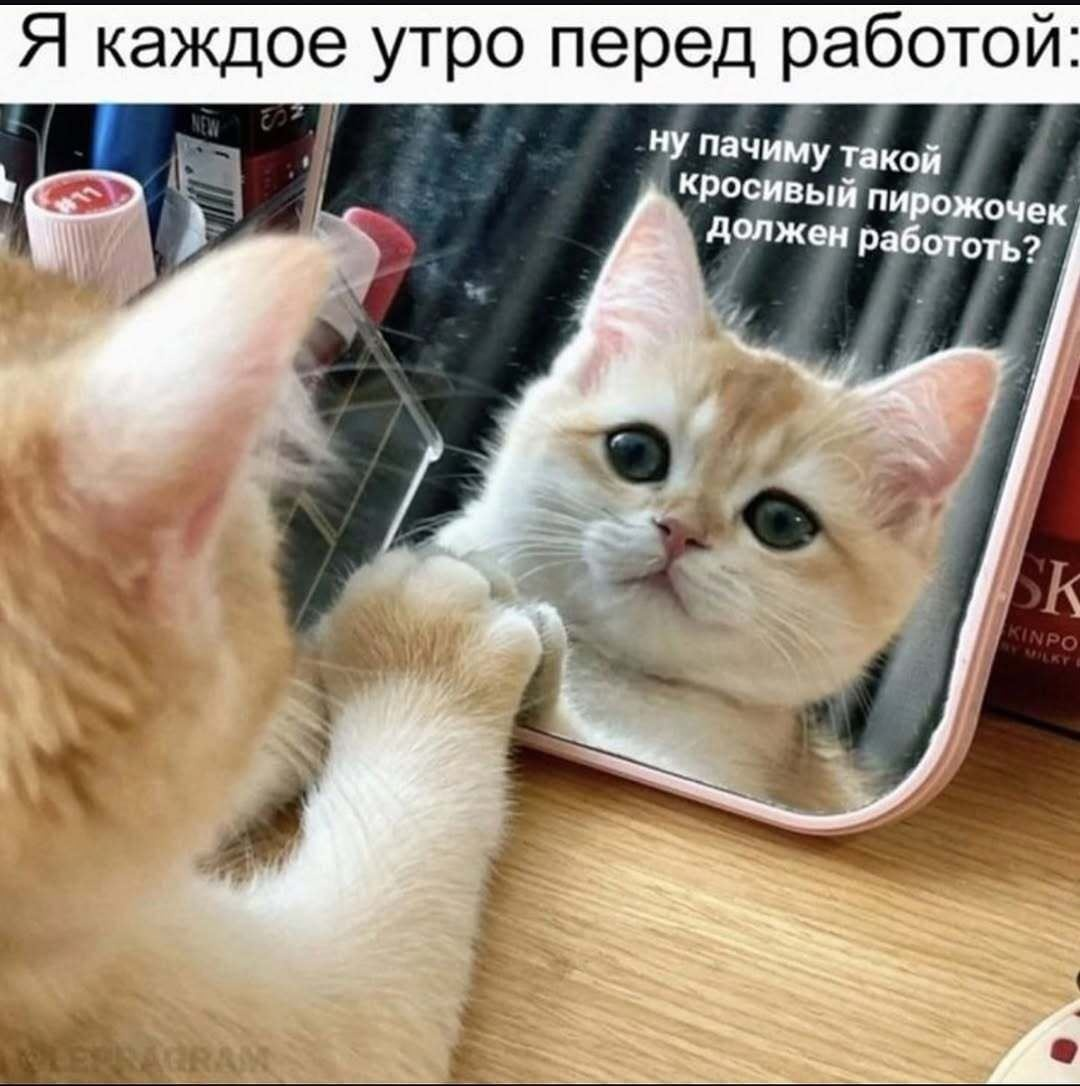 Ставь лайк, если узнал себя 😹🐾 | Сетка — социальная сеть от hh.ru