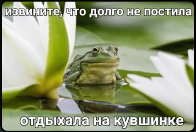 Извините, отчетный период) 🐸 | Сетка — социальная сеть от hh.ru