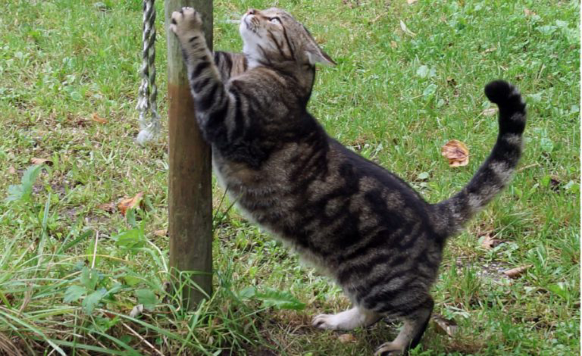 Притворство кошки: зачем животным игры | Сетка — социальная сеть от hh.ru