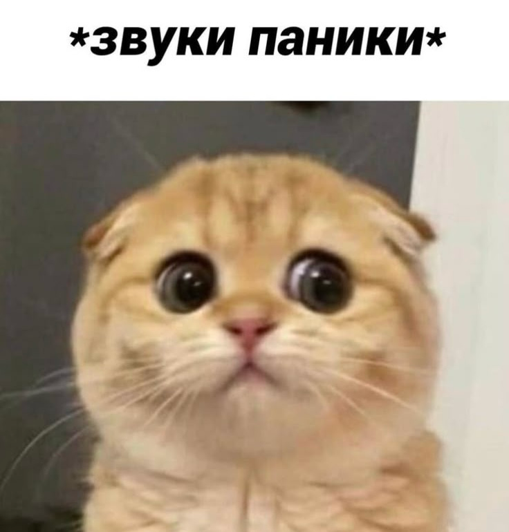 GPT, MVP и WTF: проектная магия 2025 года | Сетка — социальная сеть от hh.ru