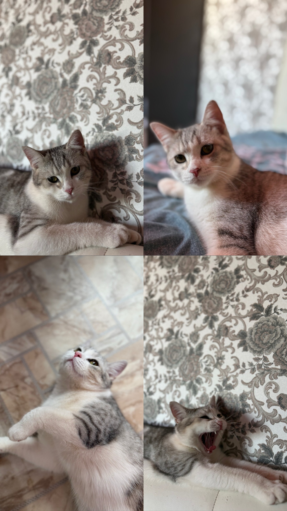 🐱✨ Приключения кота Мурзика: хроники самого усатого хулигана! ✨🐱
1. Утро начинается не с кофе…
А с того, что Мурзик демонстративно скидывает горшок с фикусом. «Мама, это не я! Это лапа сама!» 😼🌿
2 | Сетка — социальная сеть от hh.ru