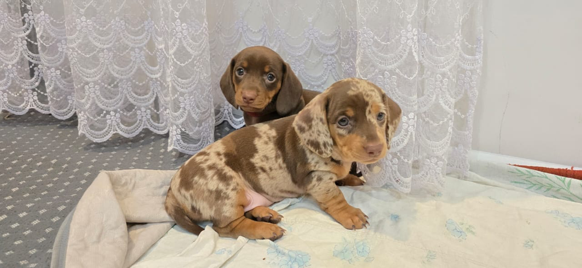 Ждут владельцеа две чудесные стандартные таксы девочки, будут с документами РКФ, 8-10 кг.
Доставка по всему миру!
#такса #собаки #кинопоиск #семья #семейныйбизнес | Сетка — социальная сеть от hh.ru