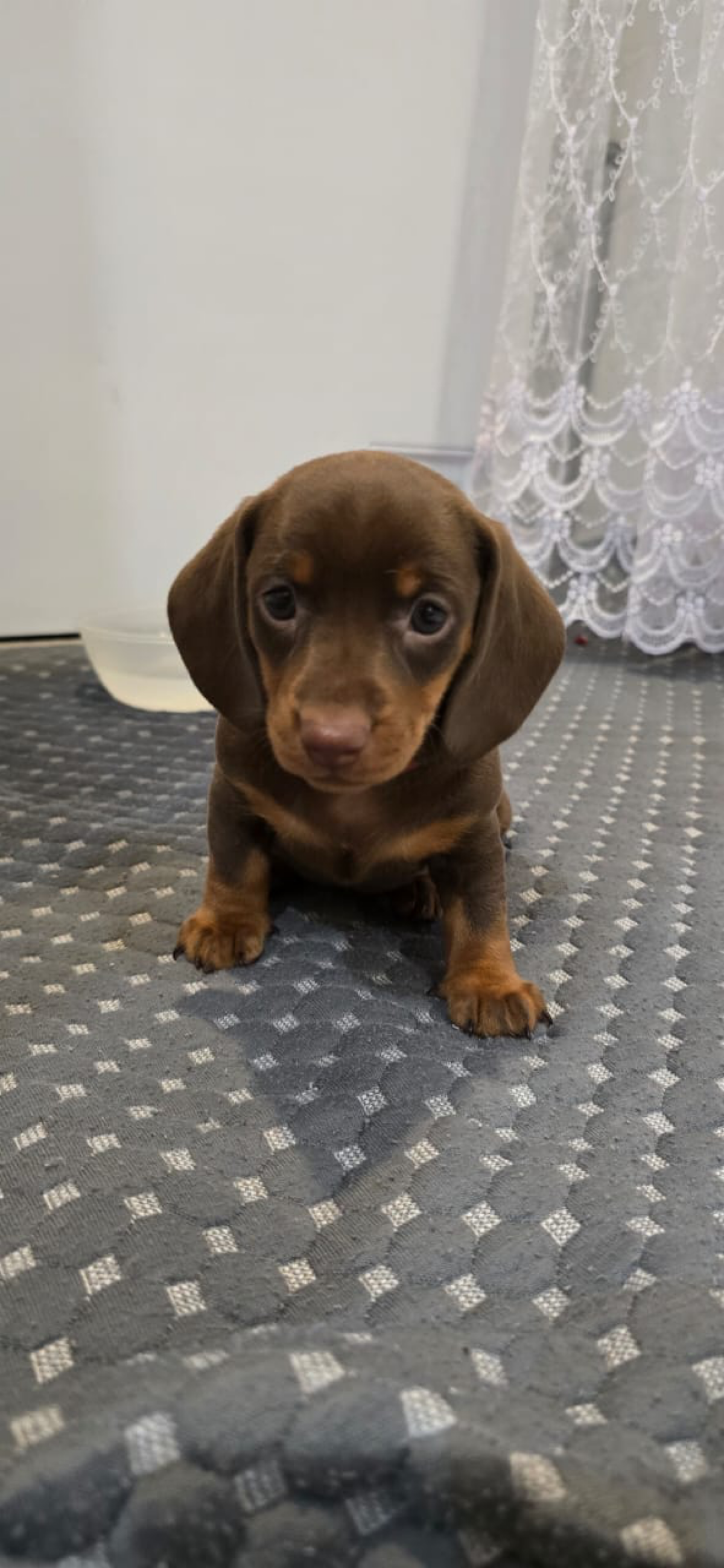 Ждут владельцеа две чудесные стандартные таксы девочки, будут с документами РКФ, 8-10 кг.
Доставка по всему миру!
#такса #собаки #кинопоиск #семья #семейныйбизнес | Сетка — социальная сеть от hh.ru