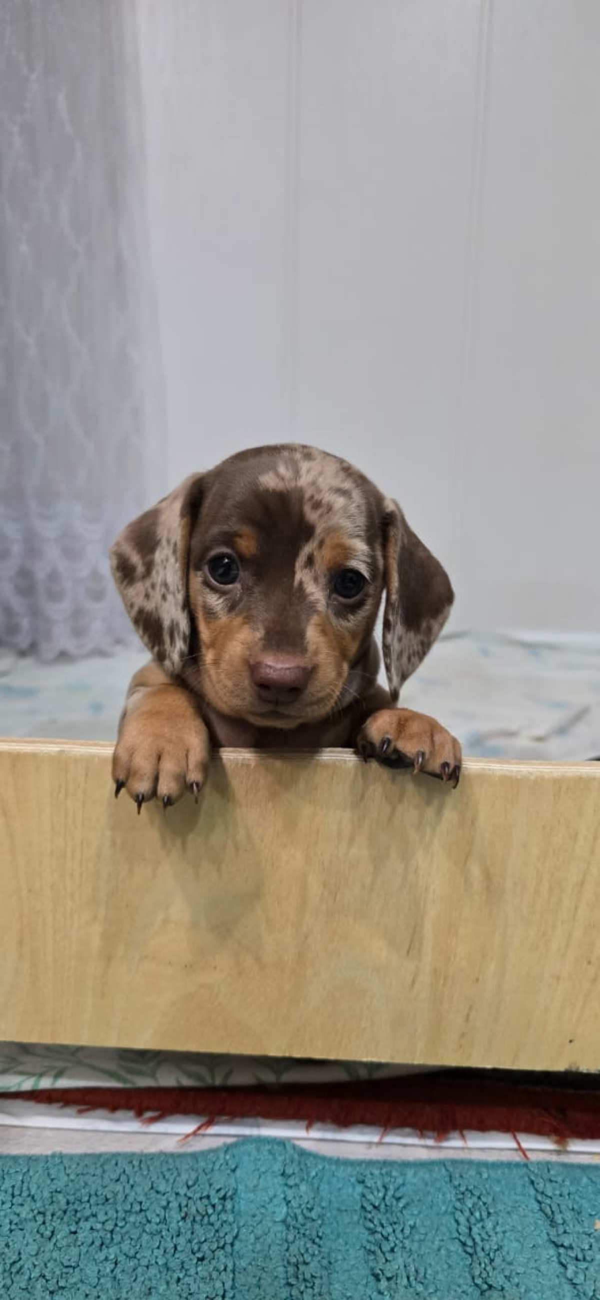 Ждут владельцеа две чудесные стандартные таксы девочки, будут с документами РКФ, 8-10 кг.
Доставка по всему миру!
#такса #собаки #кинопоиск #семья #семейныйбизнес | Сетка — социальная сеть от hh.ru