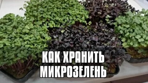 💨РЕКОМЕНДАЦИИ ПО ВЫБОРУ И ХРАНЕНИЮ МИКРОЗЕЛЕНИ 💦
♨️♨️♨️♨️♨️♨️♨️♨️♨️♨️♨️♨️♨️♨️
При выборе микрозелени важно❗ обращать внимание на её свежесть и качество | Сетка — социальная сеть от hh.ru