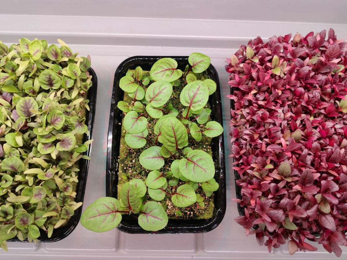🥦МИКРОЗЕЛЕНЬ В ФИТНЕСЕ И ПОХУДЕНИИ: ПОЛЕЗНЫЕ СВОЙСТВА И ПРИМЕНЕНИЕ 🍋‍🟩 ⚜️⚜️⚜️⚜️⚜️⚜️⚜️⚜️⚜️⚜️⚜️⚜️⚜️⚜️ Микрозелень — это молодые побеги растений, которые собираются на ранних стадиях роста, обычно в возр... | Сетка — социальная сеть от hh.ru