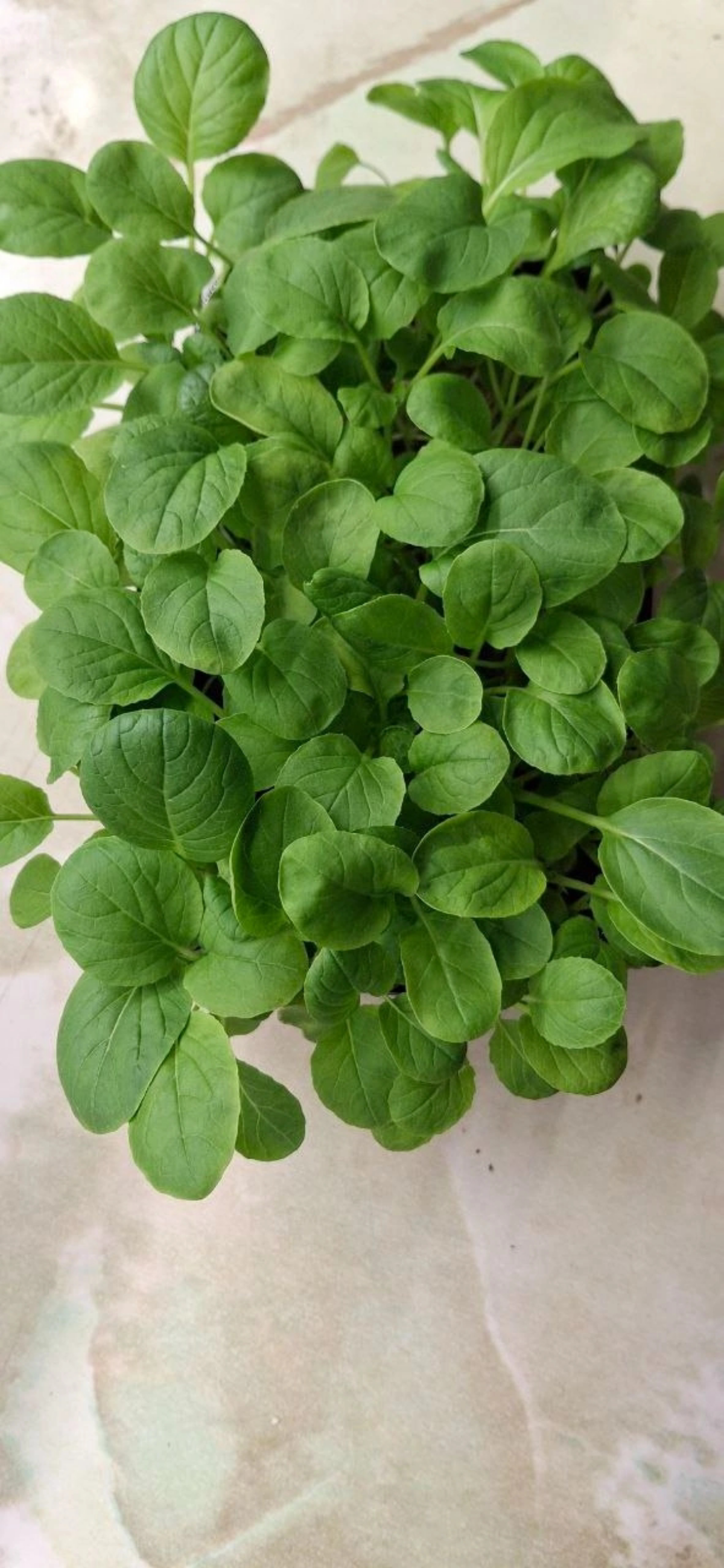 🥦МИКРОЗЕЛЕНЬ В ФИТНЕСЕ И ПОХУДЕНИИ: ПОЛЕЗНЫЕ СВОЙСТВА И ПРИМЕНЕНИЕ 🍋‍🟩 ⚜️⚜️⚜️⚜️⚜️⚜️⚜️⚜️⚜️⚜️⚜️⚜️⚜️⚜️ Микрозелень — это молодые побеги растений, которые собираются на ранних стадиях роста, обычно в возр... | Сетка — социальная сеть от hh.ru