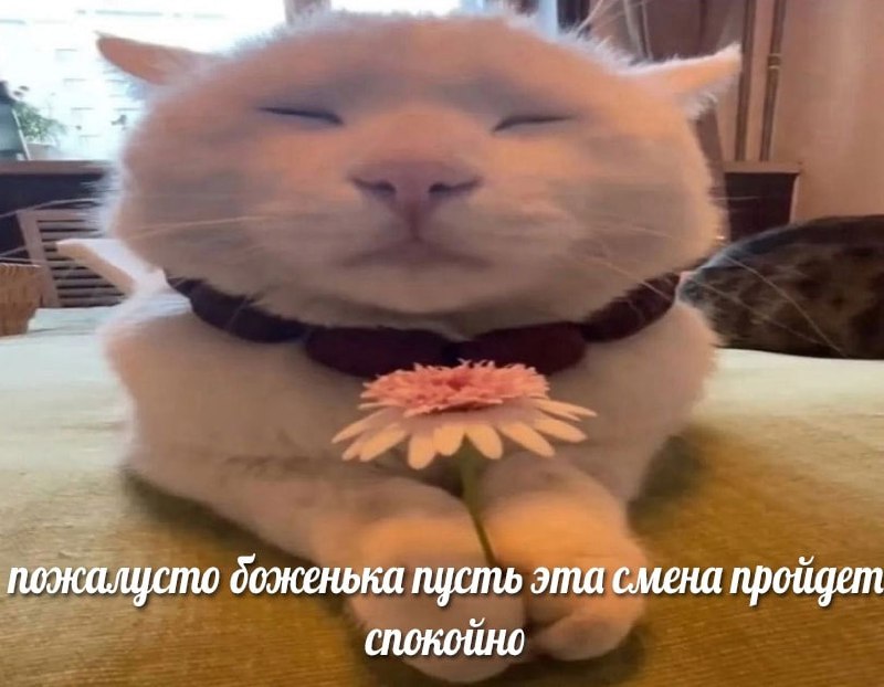 я каждый день: | Сетка — социальная сеть от hh.ru