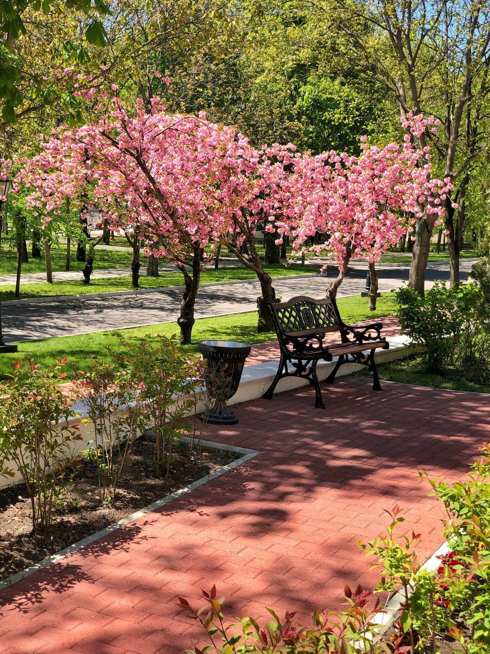 Япония на Кавказе 🌸
На КМВ зацвела красавица Сакура. Потрясающее зрелище, как Вам ?
📸Фотограф Артём Мелетов | Сетка — социальная сеть от hh.ru