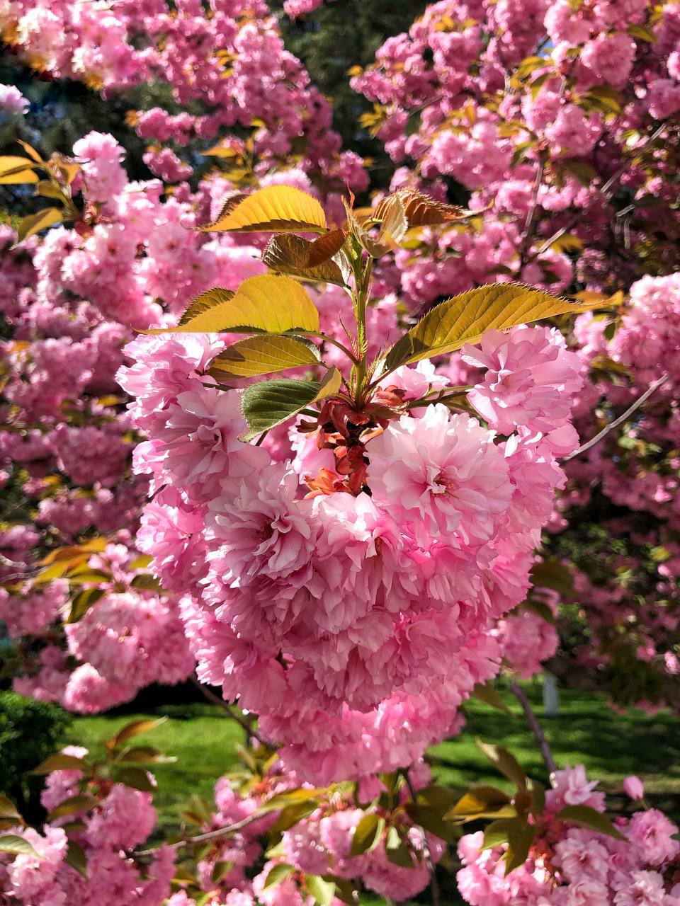 Япония на Кавказе 🌸
На КМВ зацвела красавица Сакура. Потрясающее зрелище, как Вам ?
📸Фотограф Артём Мелетов | Сетка — социальная сеть от hh.ru