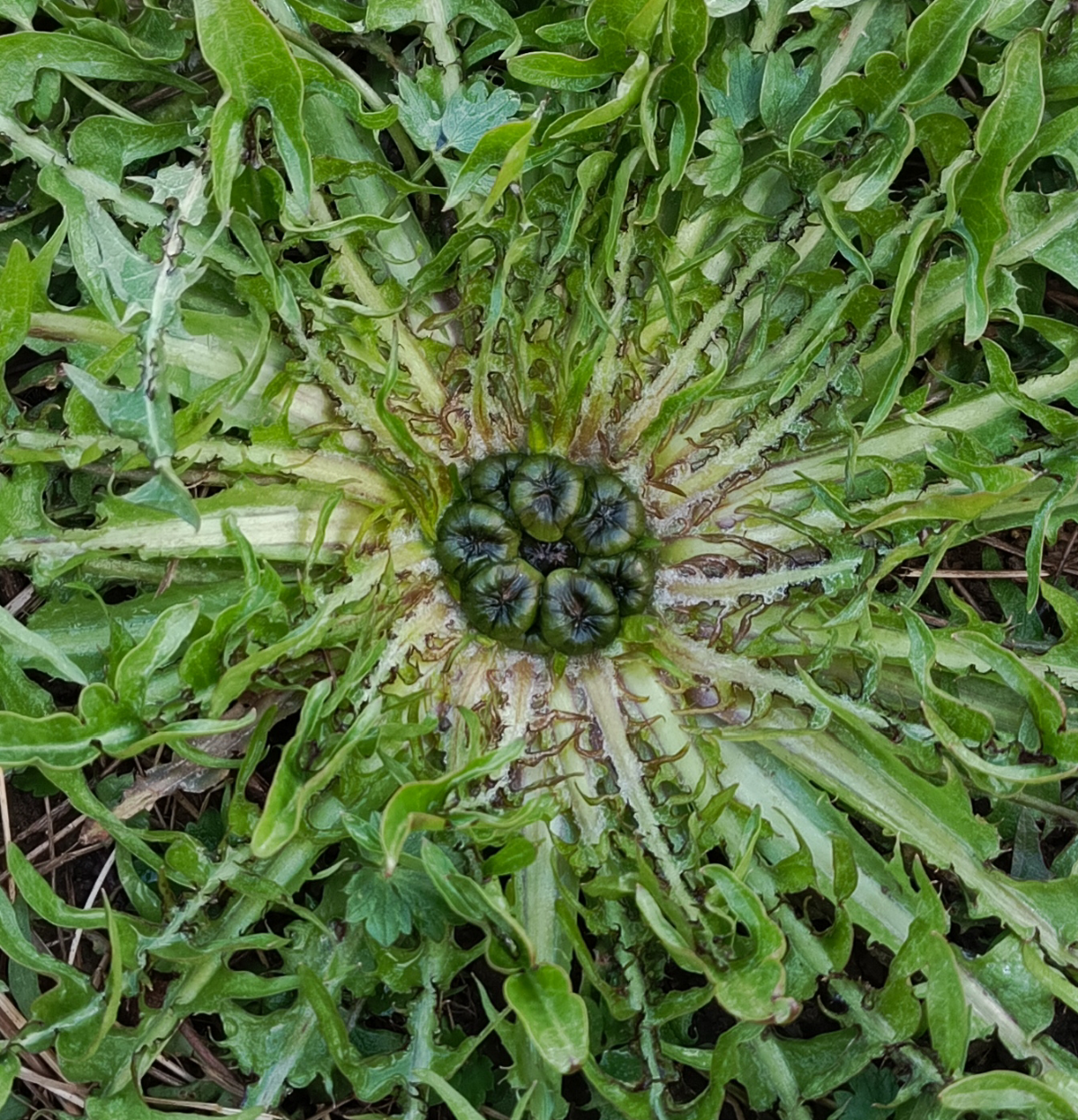 Одуванчик ждет тепло | Сетка — социальная сеть от hh.ru