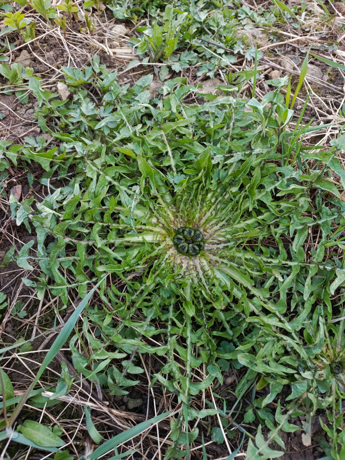 Одуванчик ждет тепло | Сетка — социальная сеть от hh.ru