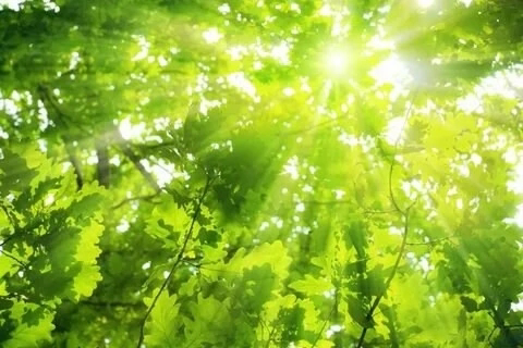 🌿🌿🌿🌿🌿🌿🌿🌿🌿🌿🌿🌿🌿🌿
ЛЕЧЕБНАЯ МИКРОЗЕЛЕНЬ — это молодые побеги растений (обычно возрастом 7–14 дней), которые содержат максимальную концентрацию витаминов, минералов, антиоксидантов и других полезных вещест... | Сетка — социальная сеть от hh.ru