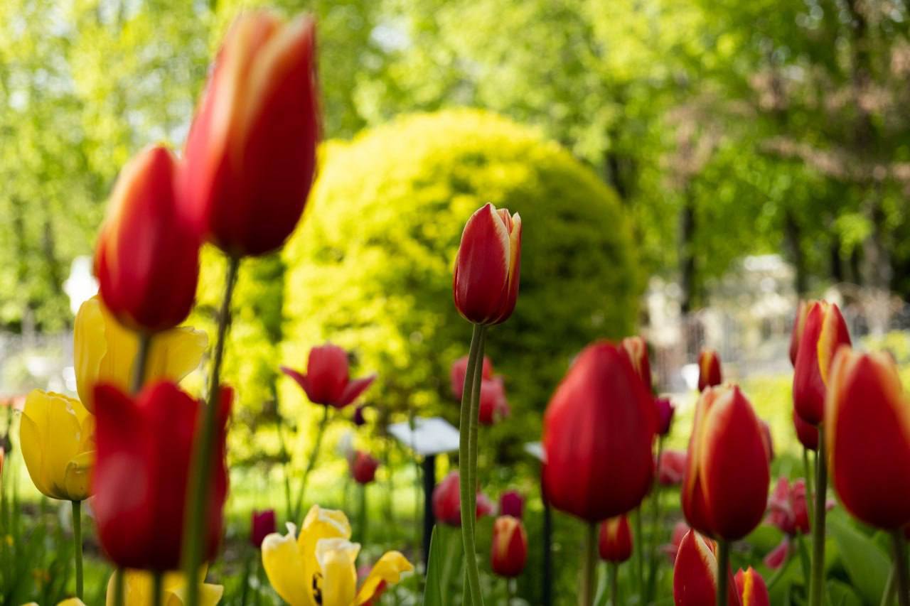 🌷Большой розарий в Сокольниках
1 мая парке «Сокольники» откроется большой розарий. Он будет работать ежедневно до сентября, кроме понедельника | Сетка — социальная сеть от hh.ru