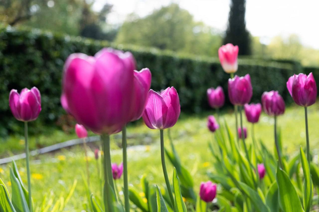 🌷Большой розарий в Сокольниках
1 мая парке «Сокольники» откроется большой розарий. Он будет работать ежедневно до сентября, кроме понедельника | Сетка — социальная сеть от hh.ru