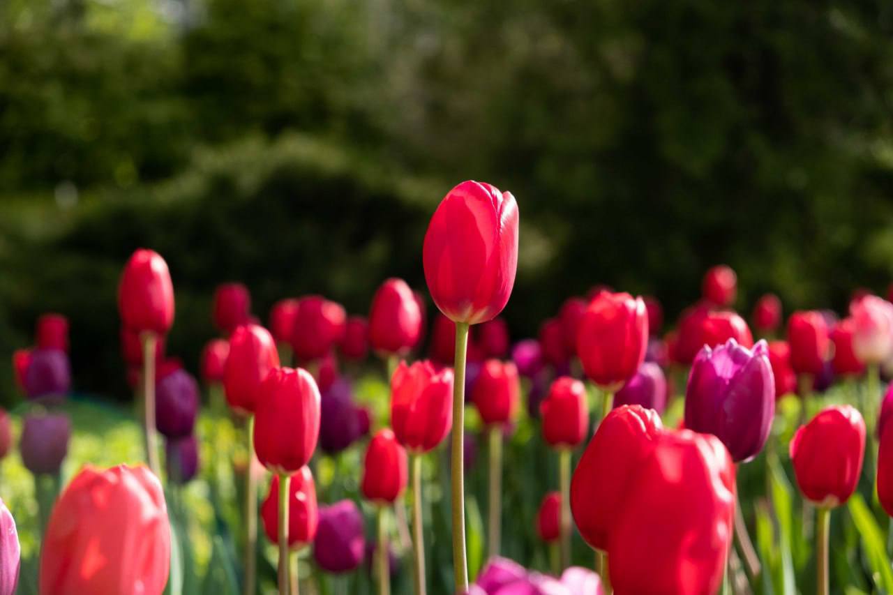 🌷Большой розарий в Сокольниках
1 мая парке «Сокольники» откроется большой розарий. Он будет работать ежедневно до сентября, кроме понедельника | Сетка — социальная сеть от hh.ru
