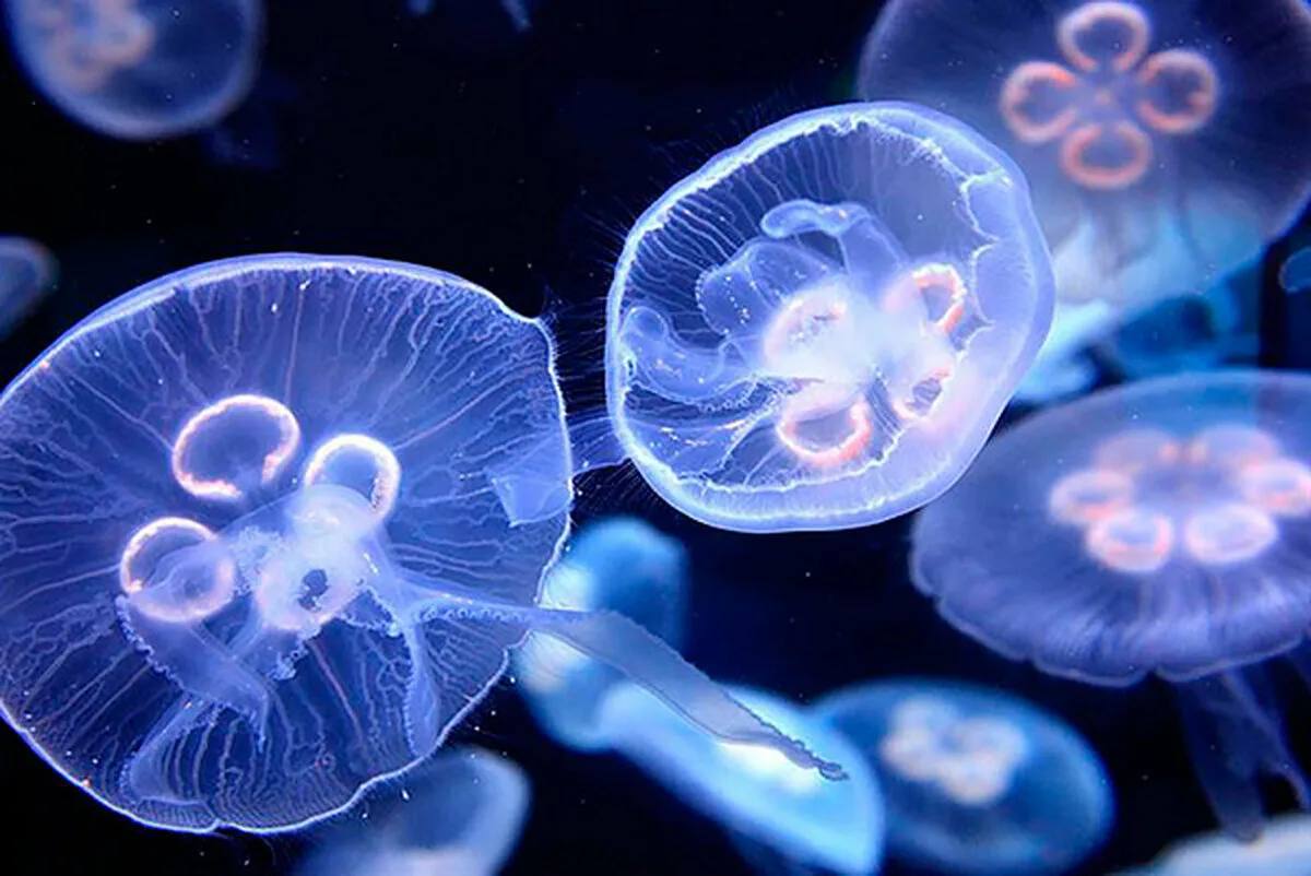 Встречайте корнерота — самую крупную медузу Черного моря!
Её сине-фиолетовый купол может достигать 70 см , а вес — до 10 кг 💙 Медуза не имеет единого рта, его заменяют 8 «рук», похожих на корни деревь... | Сетка — социальная сеть от hh.ru