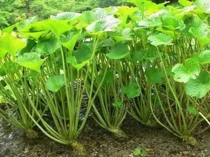 ОДИН ИЗ ВИДОВ ДОРОГОЙ МИКРОЗЕЛЕНИ ОТ
👇👇👇👇👇👇👇👇👇
MicroGreens from LadyMari 🌿
👆👆👆👆👆👆👆👆👆
Если вас интересует конкретный вид микрозелени, который считается самым дорогим и эксклюзивным, то это, без сомнени... | Сетка — социальная сеть от hh.ru