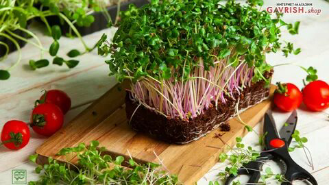 👇👇👇👇👇 МИКРОЗЕЛЕНЬ – это не просто модный тренд в кулинарии, но и перспективное направление, вызывающее интерес у специалистов в области медицины. Почему? 1 | Сетка — социальная сеть от hh.ru