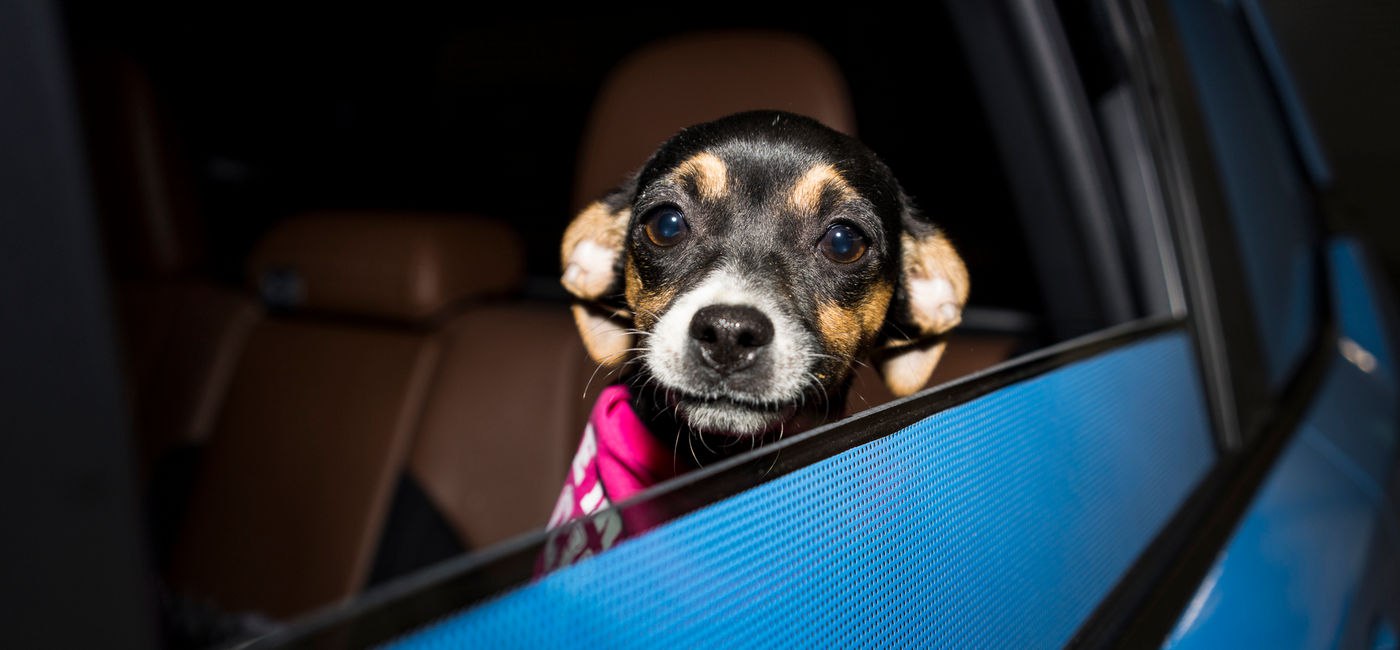 Lyft Partners With Animal Planet for Puppy Bowl
Lightning-Fast Website for Australian Tourism
Discover tourism in Australia with a website optimized for speed, ensuring quick access to pet-friendly tr... | Сетка — социальная сеть от hh.ru