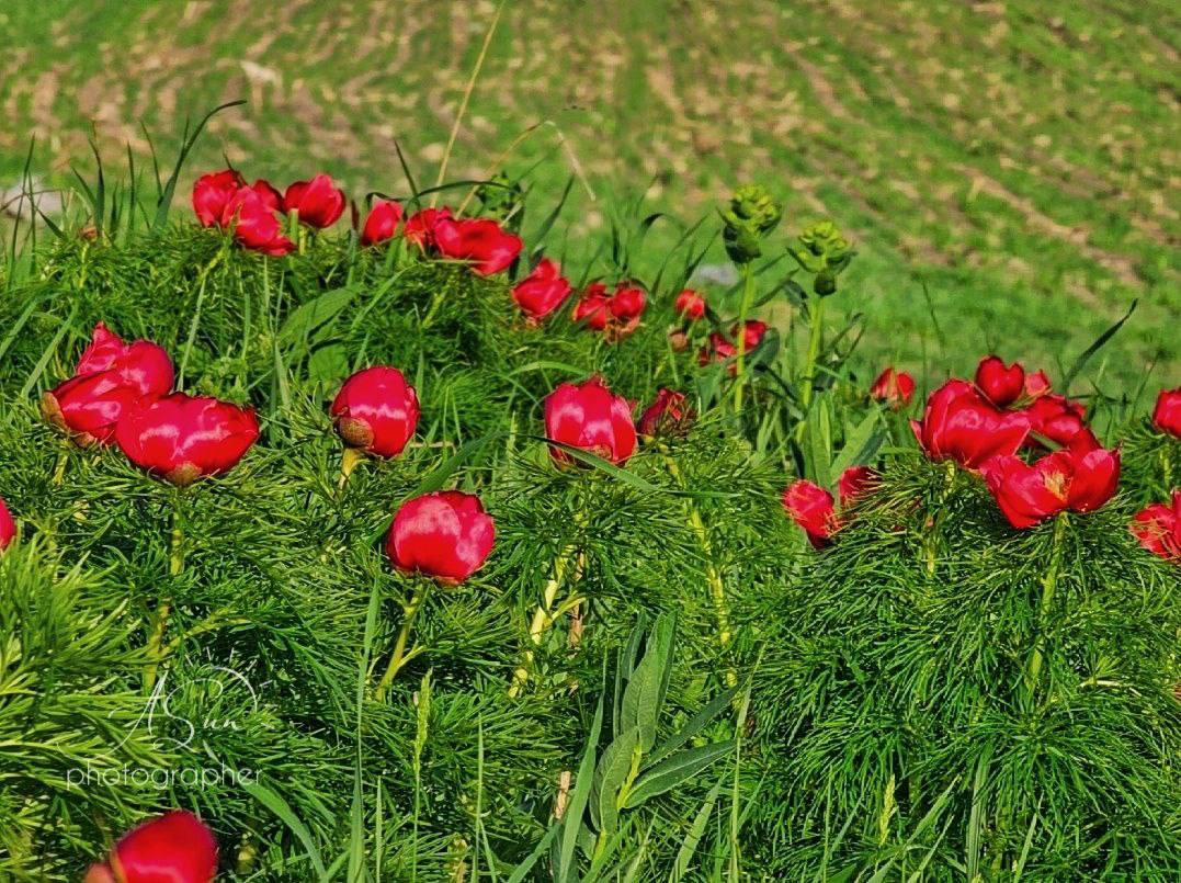 Цветущие дикие пионы в станице Ессентукской
📸@lifesunlife | Сетка — социальная сеть от hh.ru