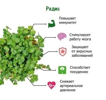 ТОП-5 САМЫХ ПОЛЕЗНЫХ ВИДОВ МИКРОЗЕЛЕНИ И ИХ СУПЕРСИЛА 💪 Микрозелень – это не просто модное украшение для блюд, а настоящий кладезь витаминов и микроэлементов, способный значительно улучшить ваше здоро... | Сетка — социальная сеть от hh.ru