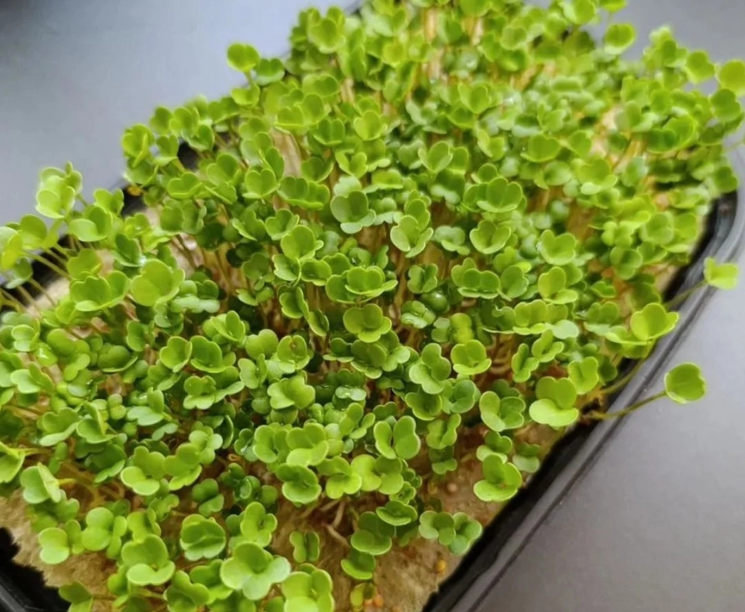 🌿КАК ВЫРАСТИТЬ ИЗУМРУДНУЮ РОССЫПЬ МИКРОЗЕЛЕНИ РУКОЛЫ: СЕКРЕТЫ ПЛОДОРОДИЯ И УХОДА | Сетка — социальная сеть от hh.ru