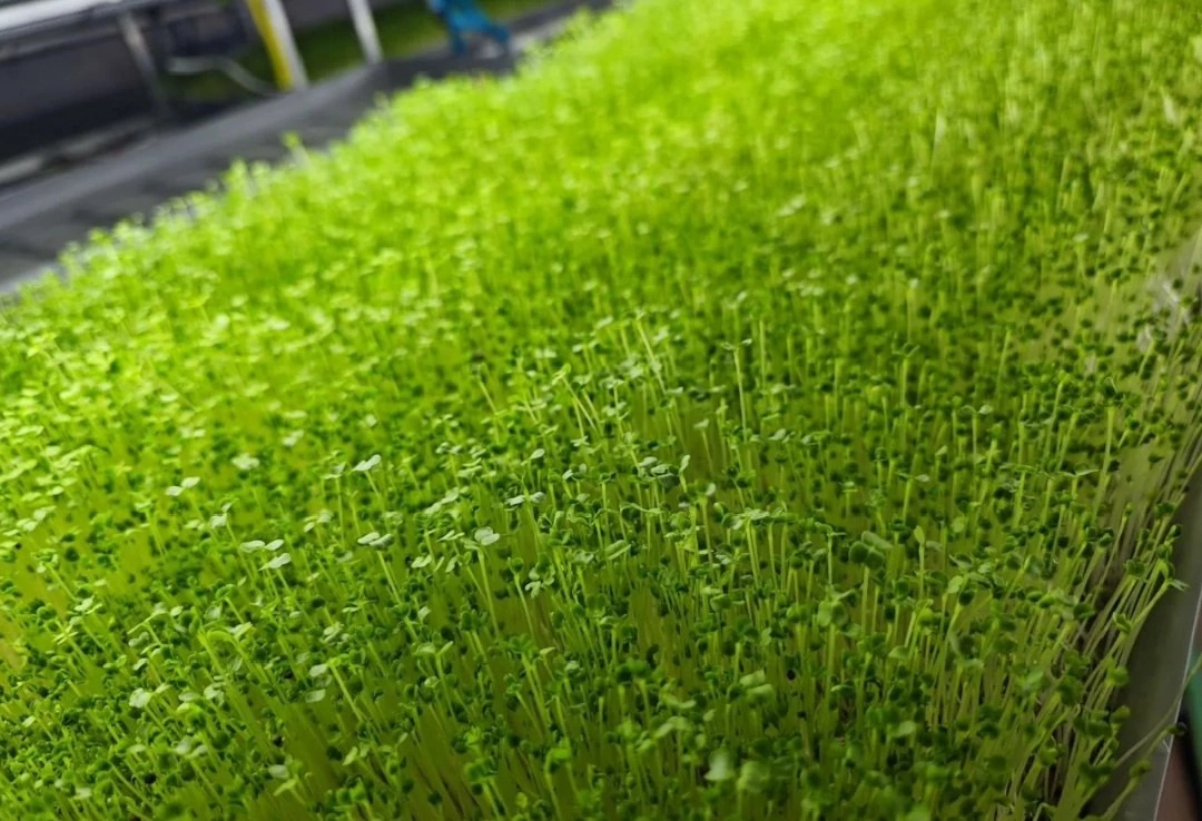 🌿ХУДЕЕМ С МИКРОЗЕЛЕНЬЮ БЕЗ ГОЛОДОВКИ: Краткий отчет специалиста❗❗❗❗❗❗❗❗❗❗❗❗❗❗
Использование микрозелени в диетологии и программах по снижению веса – это перспективный и щадящий подход, позволяющий изб... | Сетка — социальная сеть от hh.ru