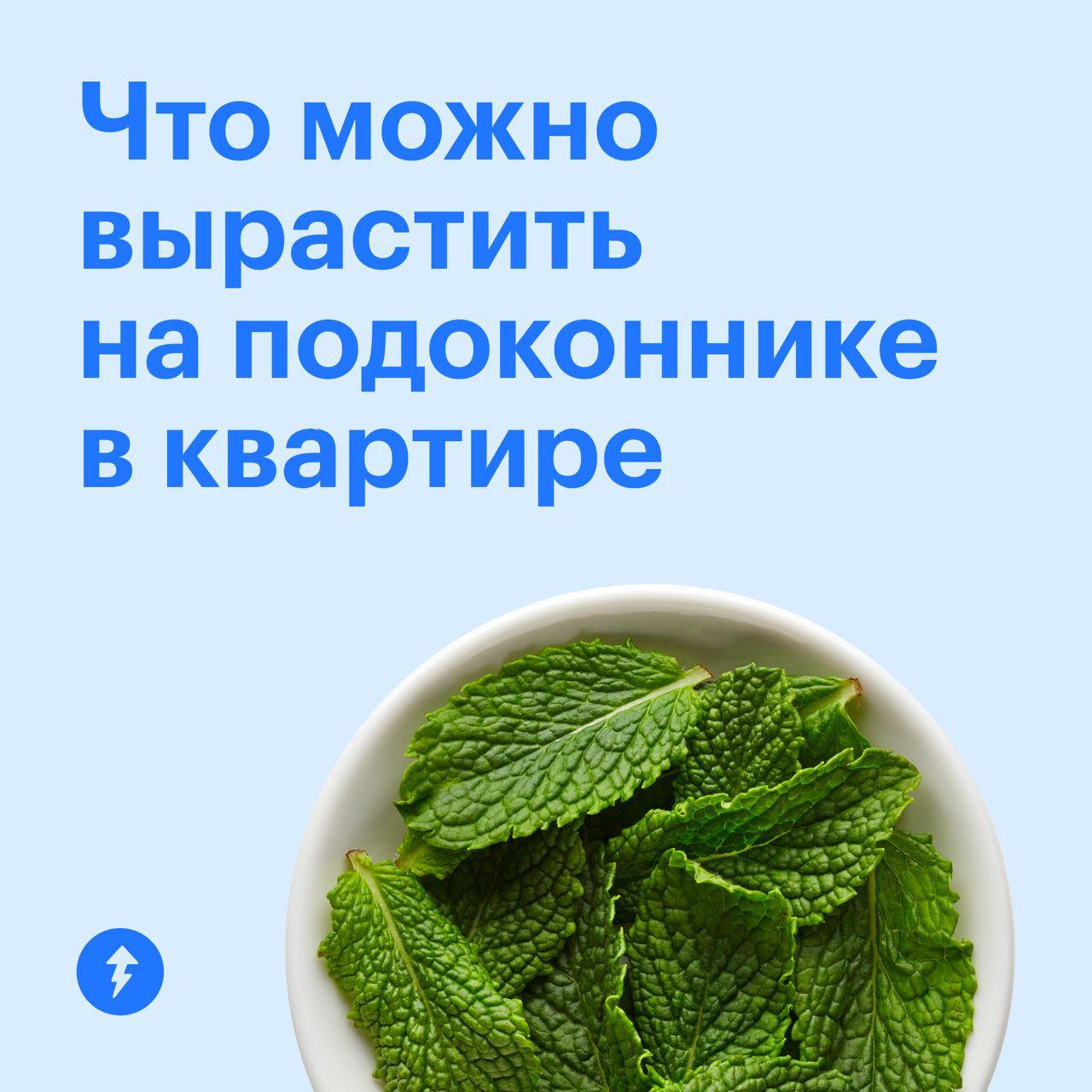 Дачник — это состояние души 👨‍🌾
А вырастить урожай можно и в квартире. Ловите идеи для домашнего огорода на подоконнике или балконе | Сетка — социальная сеть от hh.ru