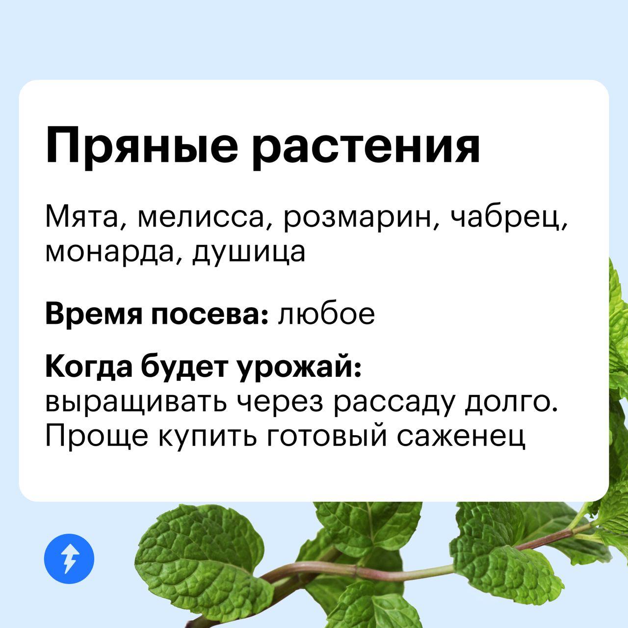 Дачник — это состояние души 👨‍🌾
А вырастить урожай можно и в квартире. Ловите идеи для домашнего огорода на подоконнике или балконе | Сетка — социальная сеть от hh.ru