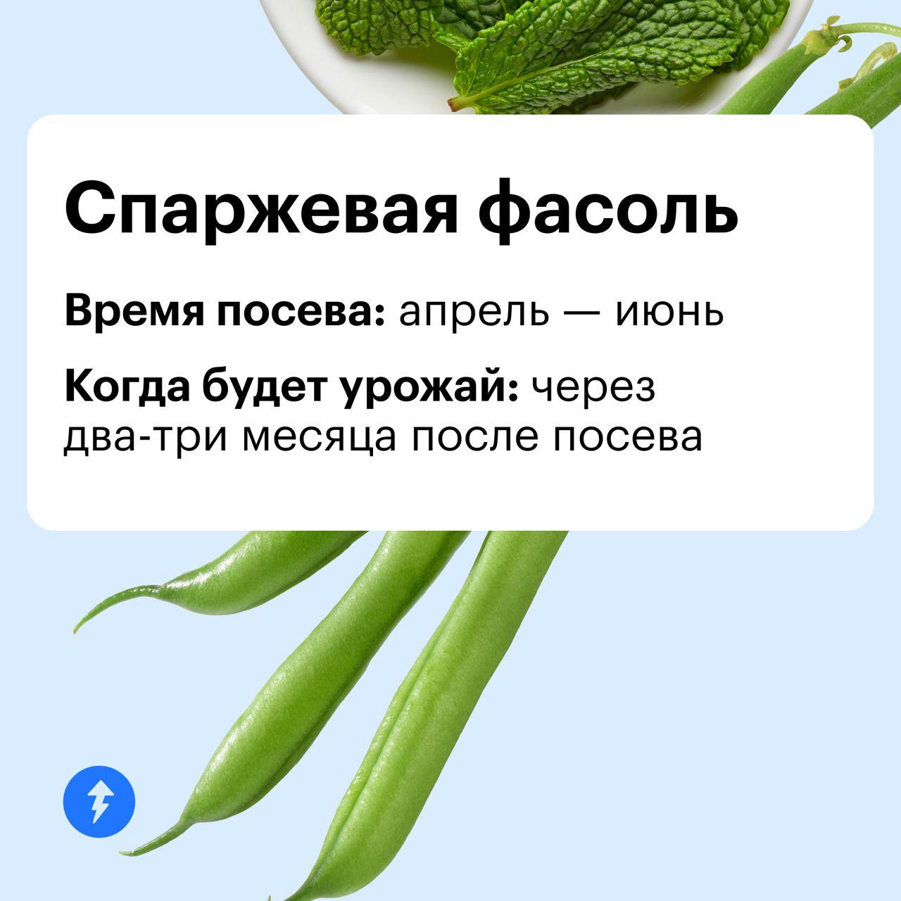 Дачник — это состояние души 👨‍🌾
А вырастить урожай можно и в квартире. Ловите идеи для домашнего огорода на подоконнике или балконе | Сетка — социальная сеть от hh.ru