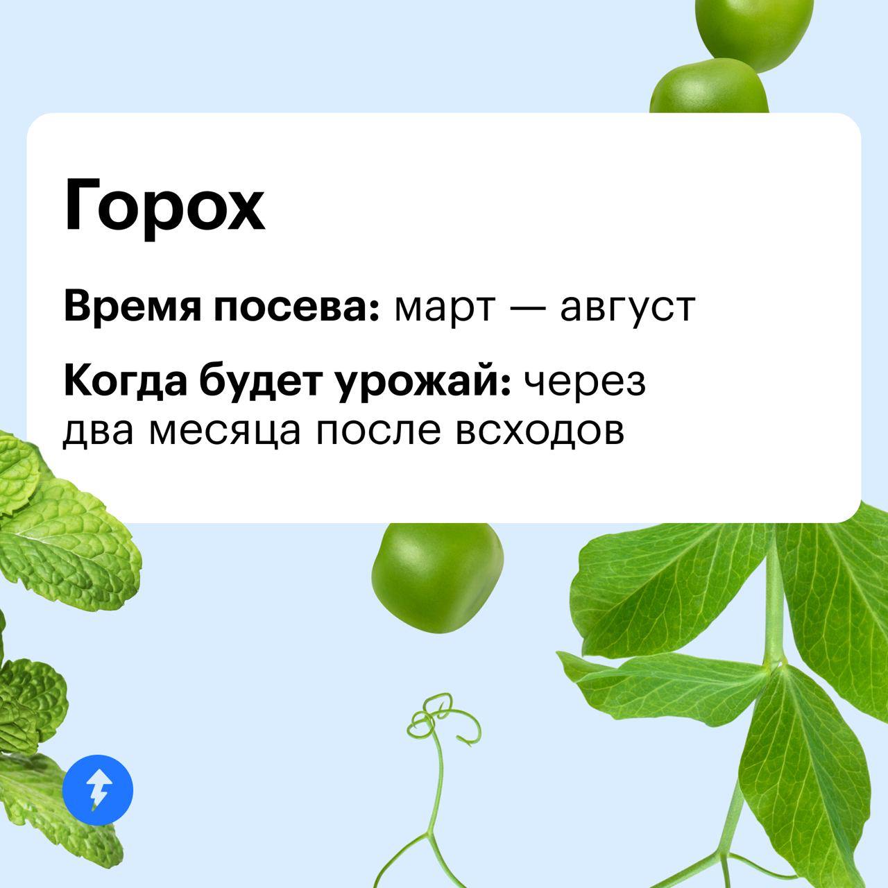 Дачник — это состояние души 👨‍🌾
А вырастить урожай можно и в квартире. Ловите идеи для домашнего огорода на подоконнике или балконе | Сетка — социальная сеть от hh.ru