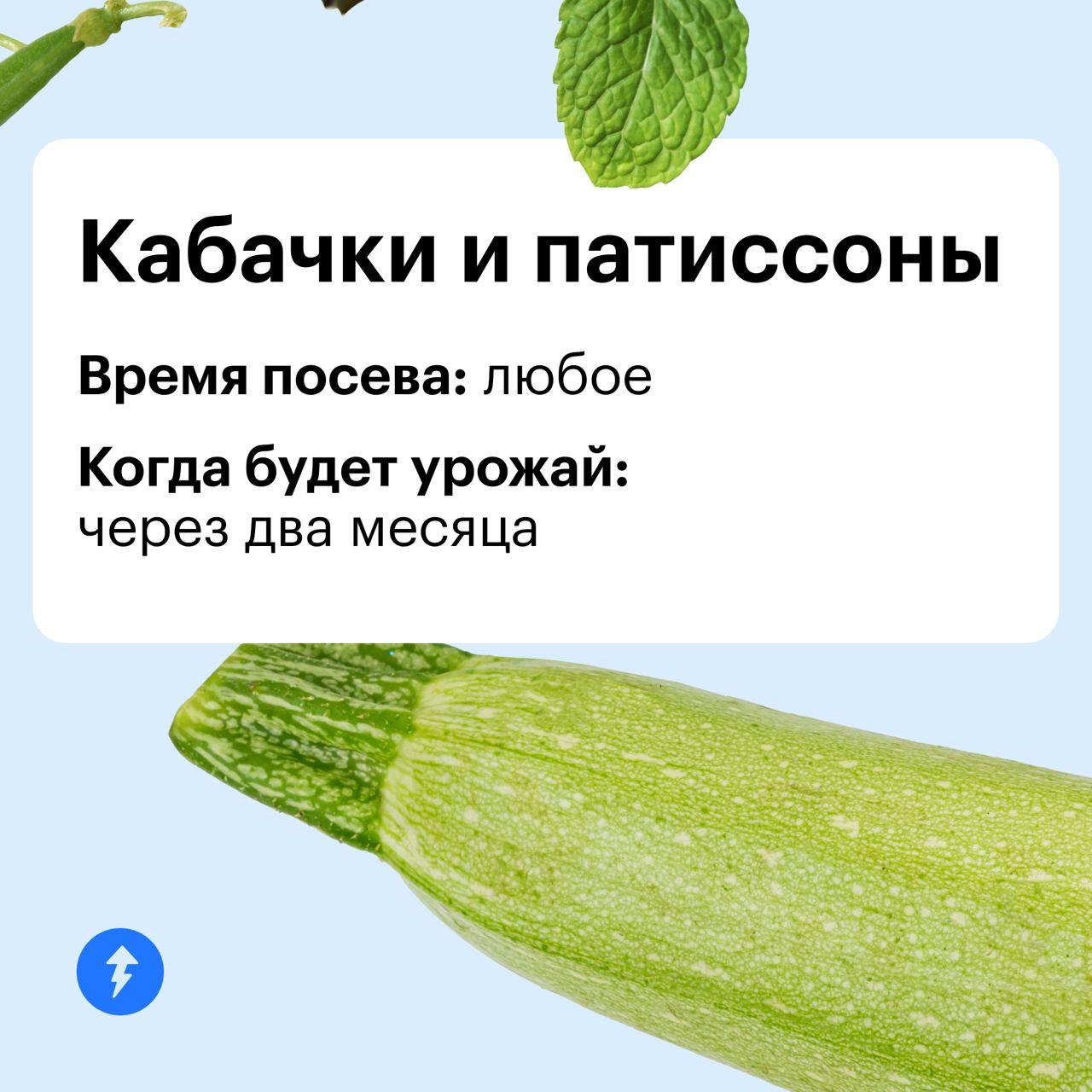 Дачник — это состояние души 👨‍🌾
А вырастить урожай можно и в квартире. Ловите идеи для домашнего огорода на подоконнике или балконе | Сетка — социальная сеть от hh.ru