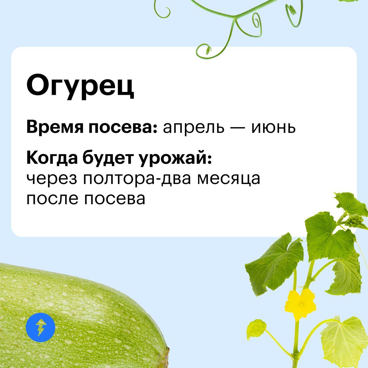 Дачник — это состояние души 👨‍🌾
А вырастить урожай можно и в квартире. Ловите идеи для домашнего огорода на подоконнике или балконе | Сетка — социальная сеть от hh.ru