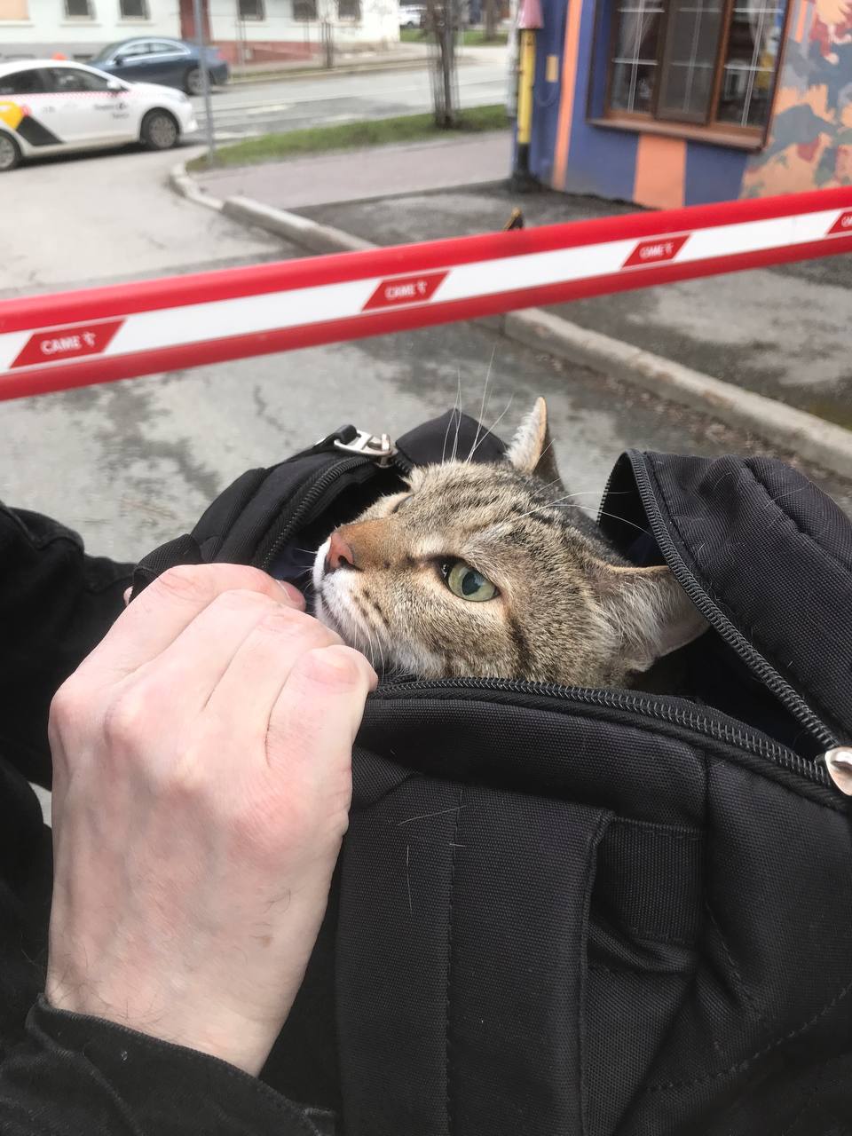 Берёшь кота, пеленуешь, суёшь в рюкзак, нежно обнимаешь, нашёптывая в дырку в молнии успокаивающие слова, себя засовываешь в такси, едешь, запускаешь в квартиру спелёнутую гусеницу, которая уже никуда... | Сетка — социальная сеть от hh.ru