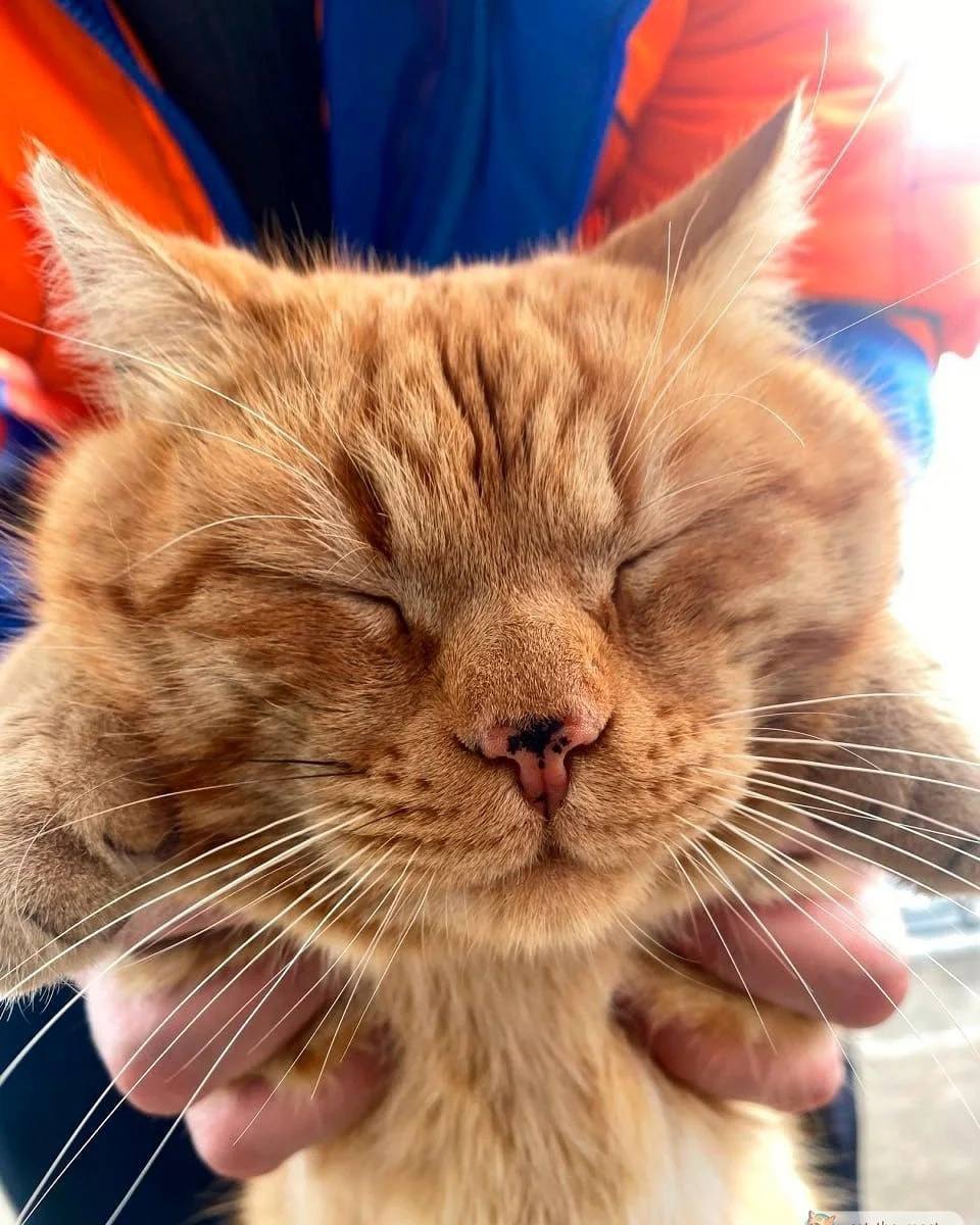 Пушистый смотритель канатной дороги на Машуке — Рыжик
📸@catthemost | Сетка — социальная сеть от hh.ru