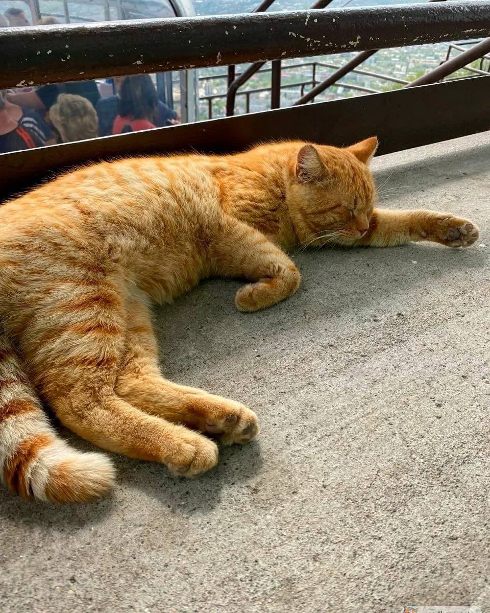 Пушистый смотритель канатной дороги на Машуке — Рыжик
📸@catthemost | Сетка — социальная сеть от hh.ru