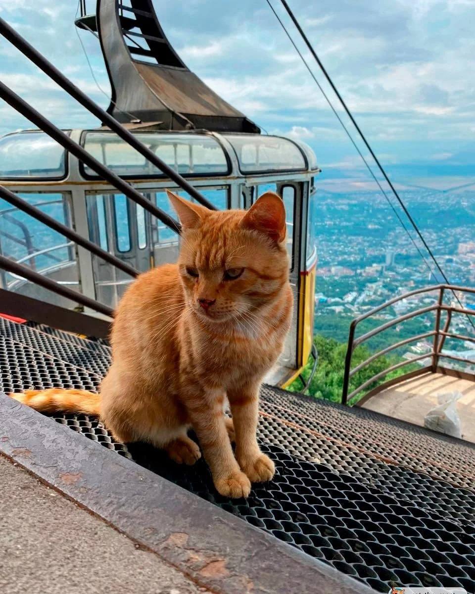 Пушистый смотритель канатной дороги на Машуке — Рыжик
📸@catthemost | Сетка — социальная сеть от hh.ru