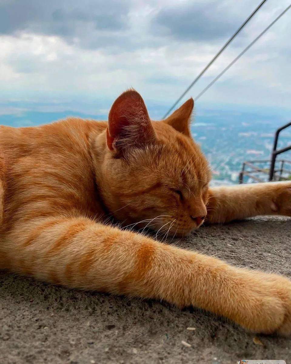 Пушистый смотритель канатной дороги на Машуке — Рыжик
📸@catthemost | Сетка — социальная сеть от hh.ru