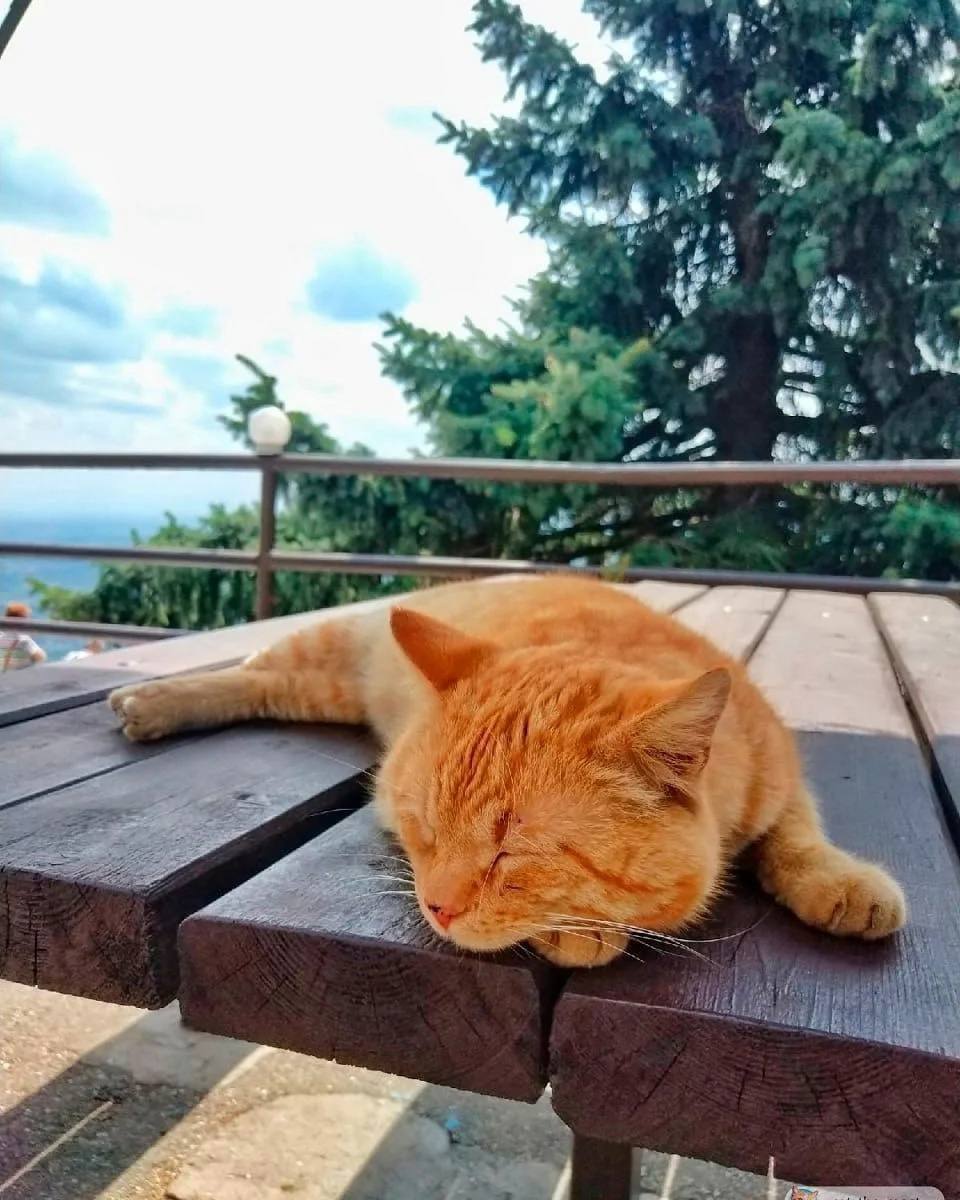 Пушистый смотритель канатной дороги на Машуке — Рыжик
📸@catthemost | Сетка — социальная сеть от hh.ru