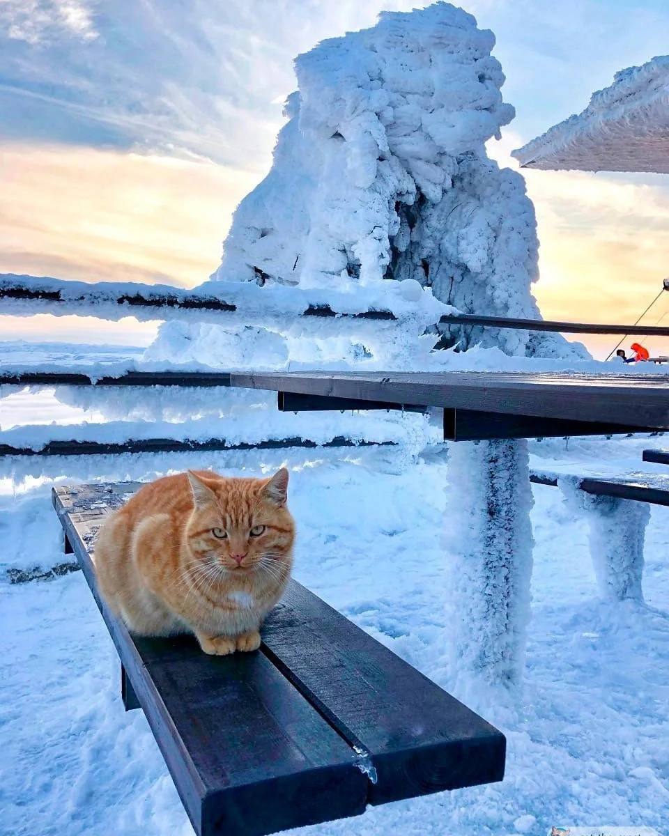 Пушистый смотритель канатной дороги на Машуке — Рыжик
📸@catthemost | Сетка — социальная сеть от hh.ru