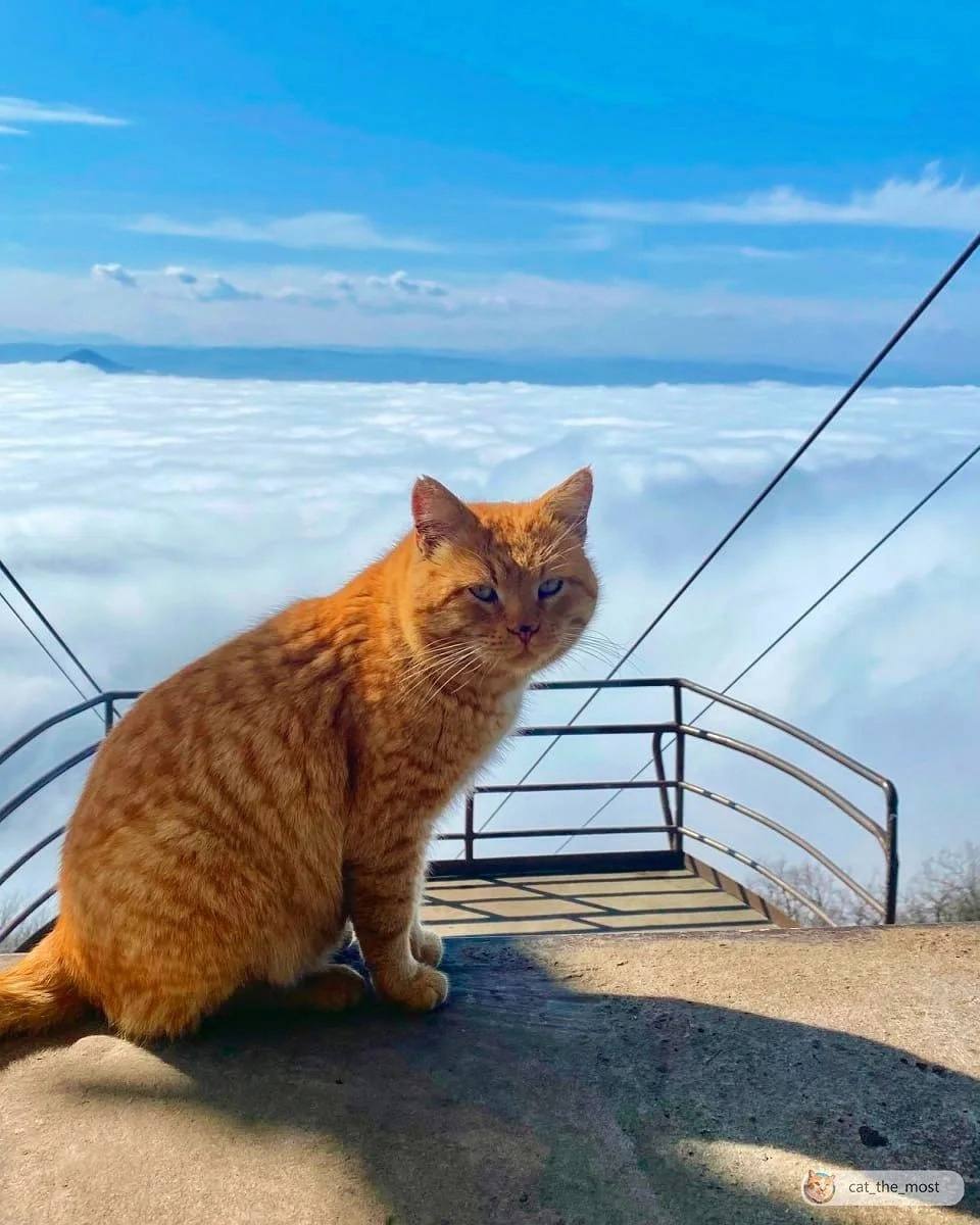 Пушистый смотритель канатной дороги на Машуке — Рыжик
📸@catthemost | Сетка — социальная сеть от hh.ru