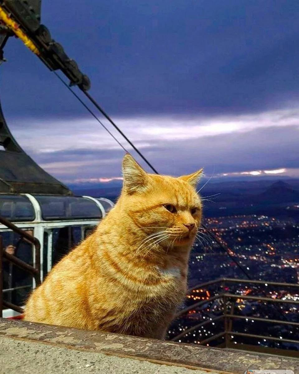Пушистый смотритель канатной дороги на Машуке — Рыжик
📸@catthemost | Сетка — социальная сеть от hh.ru