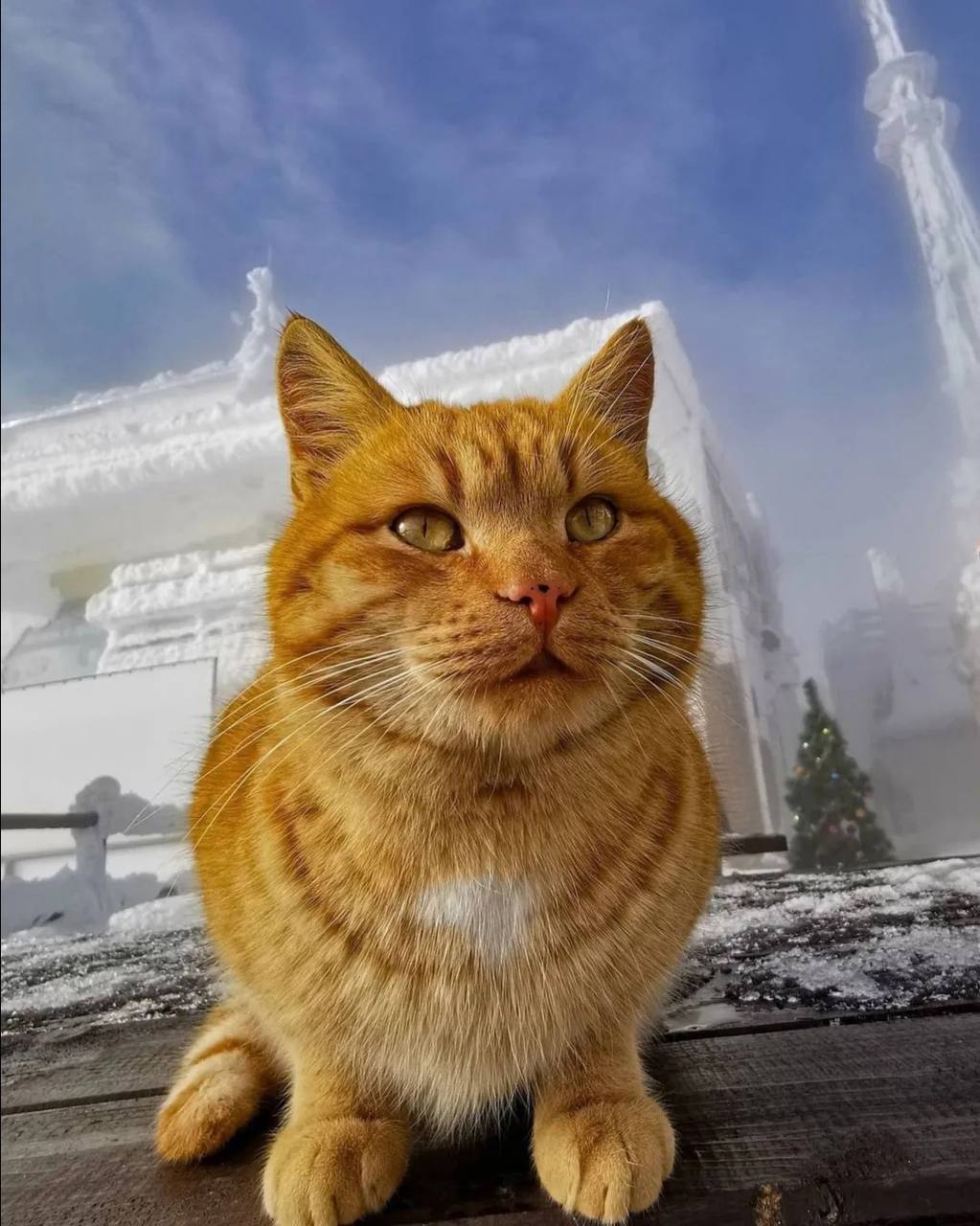 Пушистый смотритель канатной дороги на Машуке — Рыжик
📸@catthemost | Сетка — социальная сеть от hh.ru