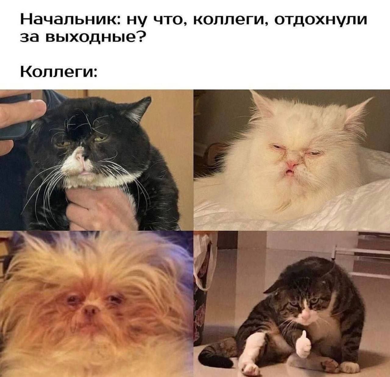 Привет, труженики! 🐝
Этот день настал, возвращаемся в рабочие будни 💪
Но не переживайте - совсем скоро будет еще немножечко выходных, а пока готовьтесь записывать, мы подготовили для вас много интерес... | Сетка — социальная сеть от hh.ru