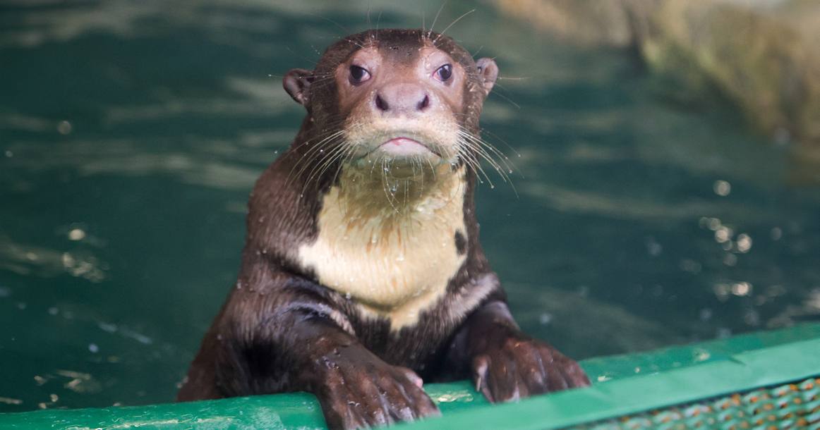 Спонсор моего настроения в понедельник - гигантская выдра в московском зоопарке 🙁🙁🙁
Шучу, все кайф, я взял отпуск ❤️
#юморэзки | Сетка — социальная сеть от hh.ru