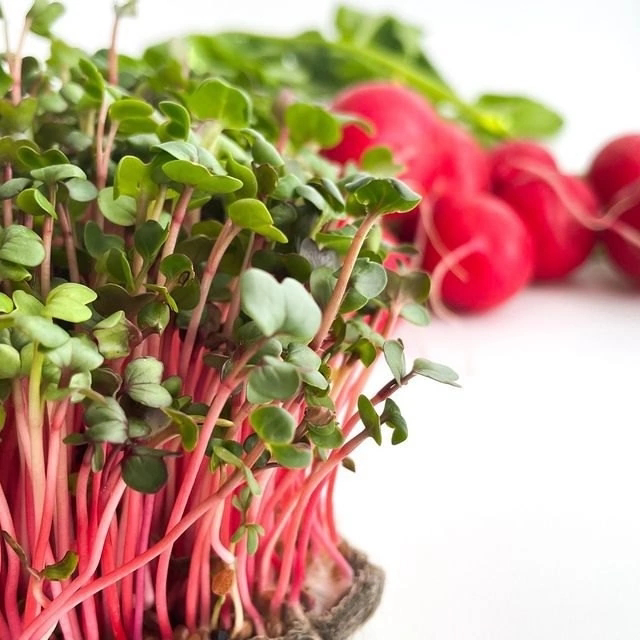 🌿УКРЕПЛЕНИЕ ИММУНИТЕТА 🌿
🍒🍒🍒🍒🍒🍒🍒🍏🍏🍏🍏🍏🍏🍏
Микрозелень действительно может способствовать укреплению иммунитета благодаря своему богатому составу витаминов, минералов и антиоксидантов | Сетка — социальная сеть от hh.ru