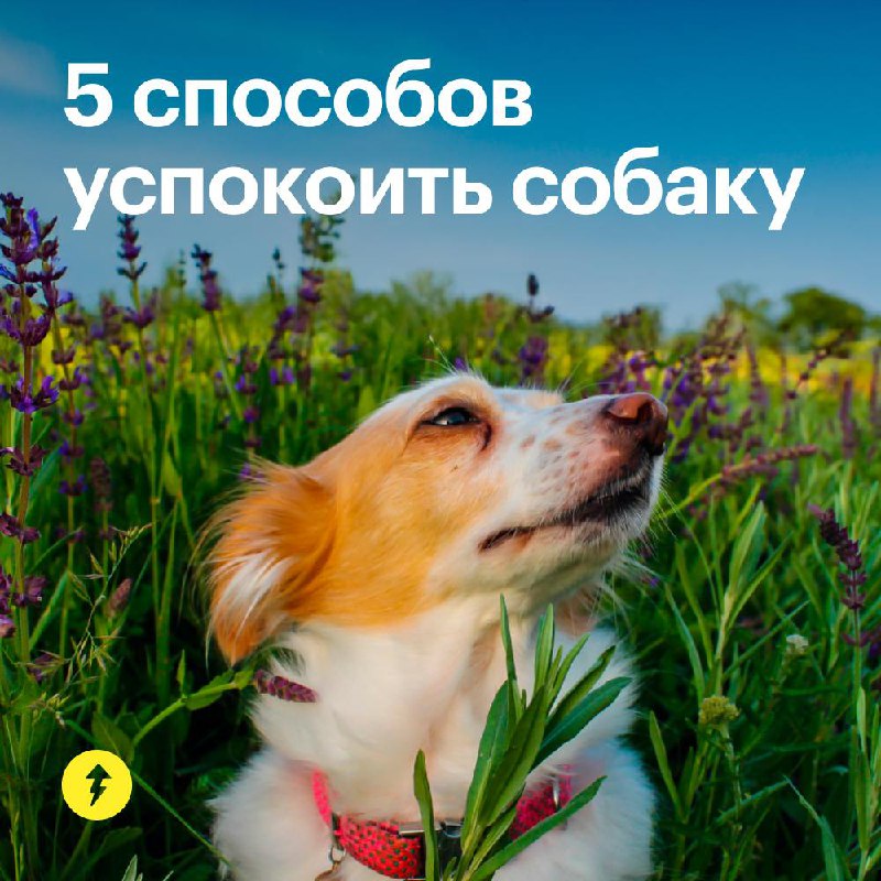 5 способов успокоить собаку 🥰
Домашние животные боятся громких звуков — например, во время праздничных салютов | Сетка — социальная сеть от hh.ru