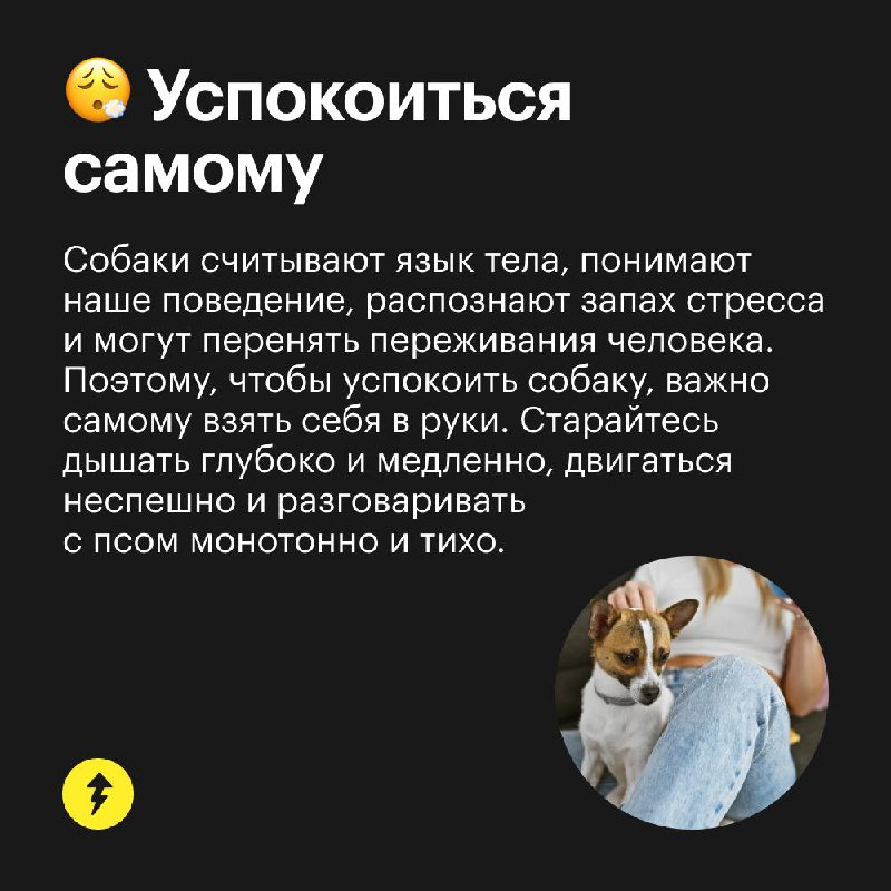 5 способов успокоить собаку 🥰
Домашние животные боятся громких звуков — например, во время праздничных салютов | Сетка — социальная сеть от hh.ru