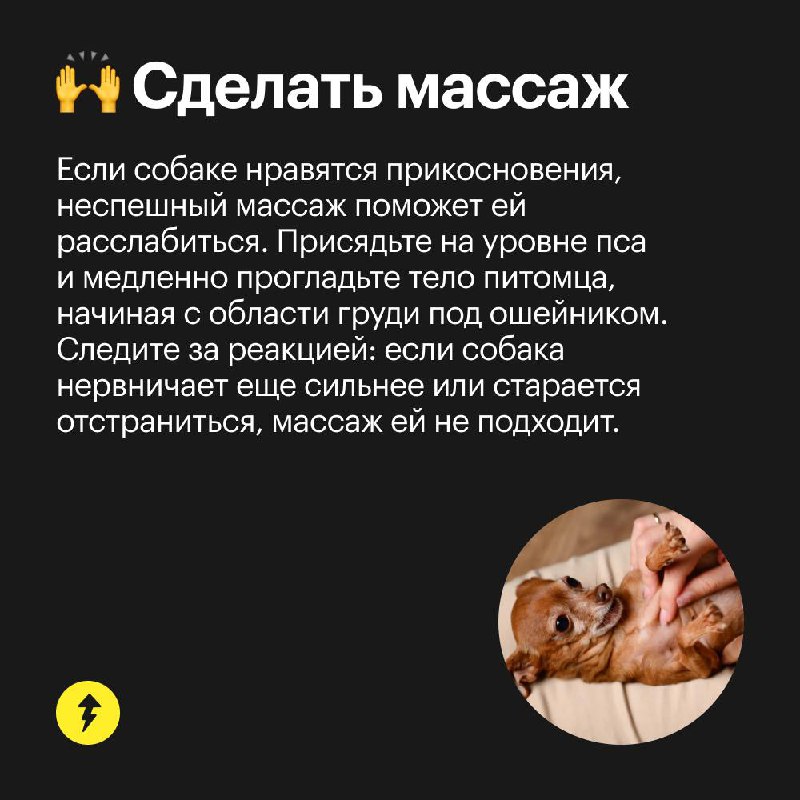 5 способов успокоить собаку 🥰
Домашние животные боятся громких звуков — например, во время праздничных салютов | Сетка — социальная сеть от hh.ru